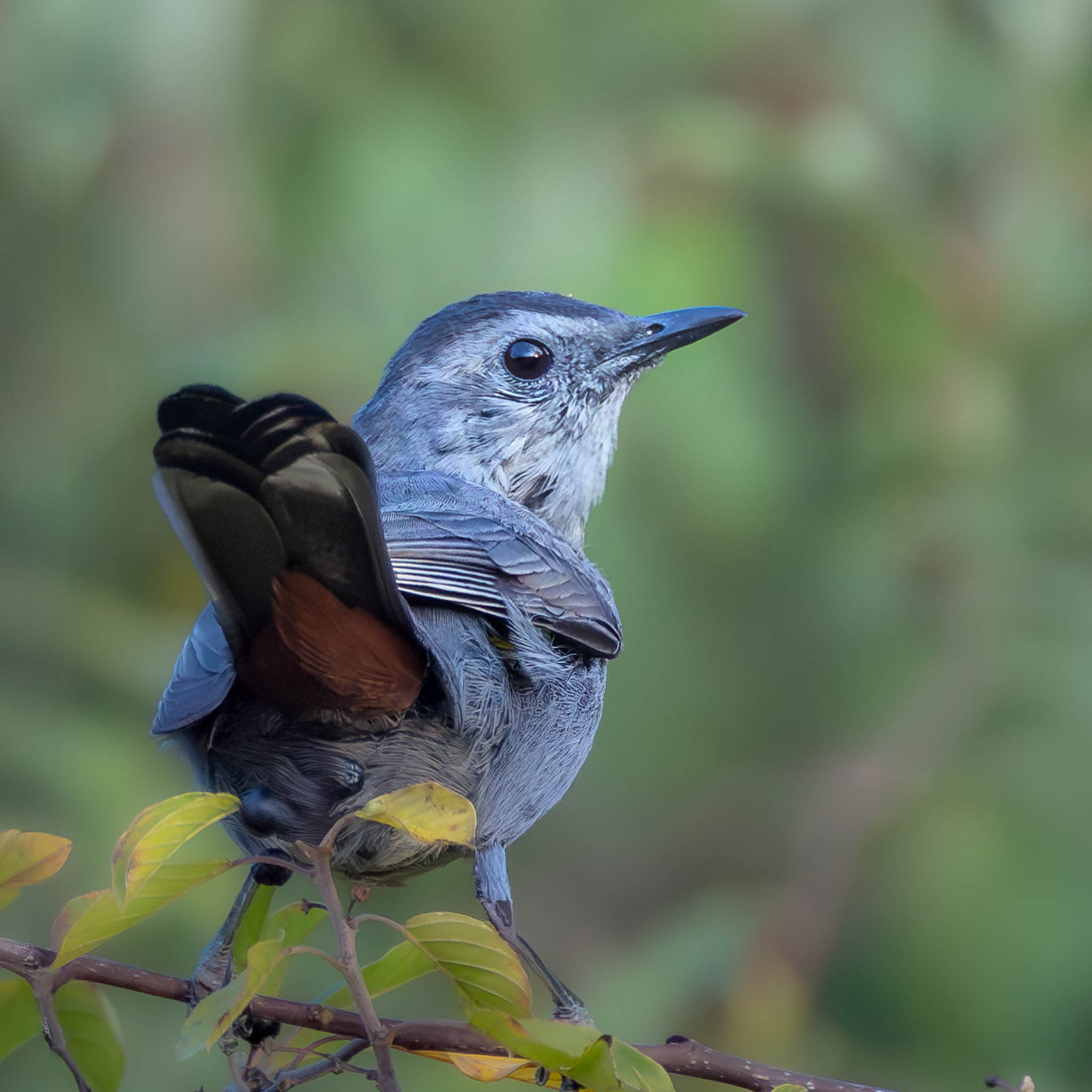 Gray Catbird